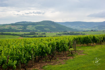 Photographe culinaire bourgogne / Accord mets et vins pour le domaine Hamet Spay