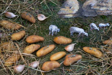 FIPC 2018 / MILLET - Petite transhumance de rattes au foin