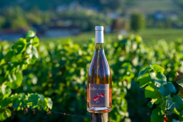 Photographie vin réseaux sociaux Compagnie de Burgondie Vignes