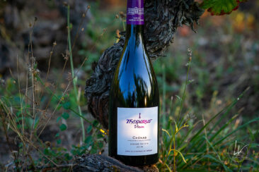 Photographie vin réseaux sociaux Compagnie de Burgondie Vignes