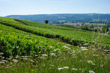 Photographie vin / domaine vincent royet Couches / Bourgogne