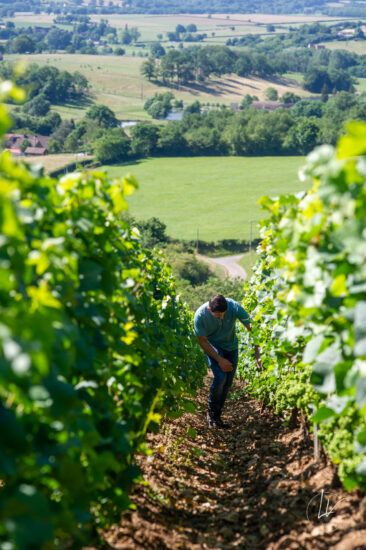 Photographie vin / domaine vincent royet Couches / Bourgogne
