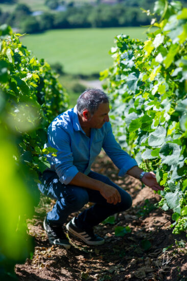 Photographie vin / domaine vincent royet Couches / Bourgogne