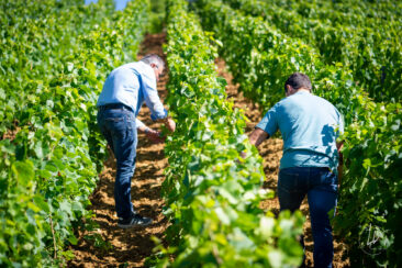 Photographie vin / domaine vincent royet Couches / Bourgogne