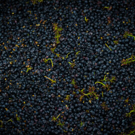 Photographie vin / domaine vincent royet Couches / Bourgogne / Vendanges