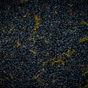 Photographie vin / domaine vincent royet Couches / Bourgogne / Vendanges