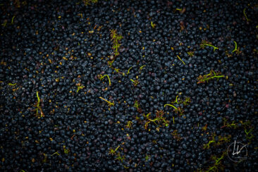 Photographie vin / domaine vincent royet Couches / Bourgogne / Vendanges