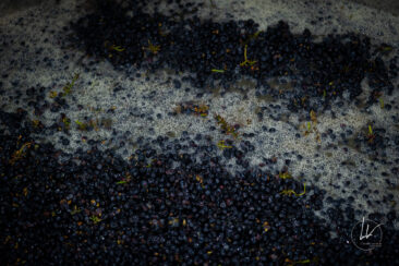 Photographie vin / domaine vincent royet Couches / Bourgogne / Vendanges
