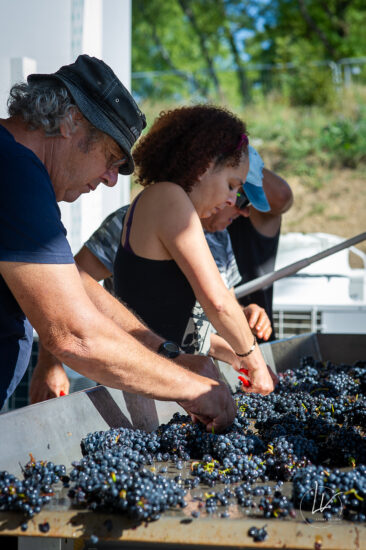 Photographie vin / domaine vincent royet Couches / Bourgogne / Vendanges