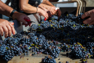 Photographie vin / domaine vincent royet Couches / Bourgogne / Vendanges
