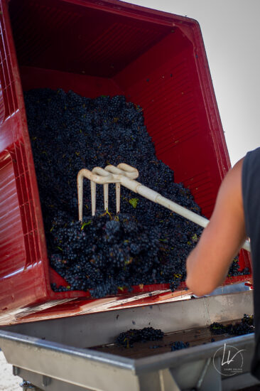 Photographie vin / domaine vincent royet Couches / Bourgogne / Vendanges