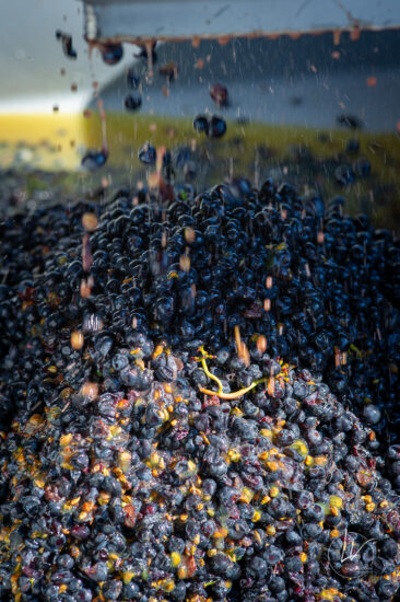 Photographie vin / domaine vincent royet Couches / Bourgogne / Vendanges