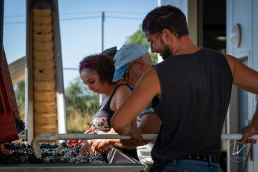 Photographie vin / domaine vincent royet Couches / Bourgogne / Vendanges