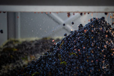 Photographie vin / domaine vincent royet Couches / Bourgogne / Vendanges