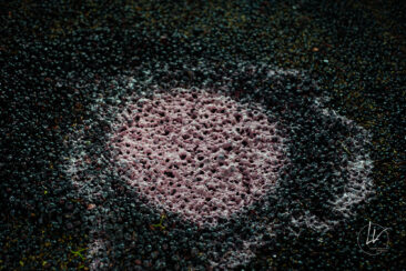 Photographie vin / domaine vincent royet Couches / Bourgogne / Vendanges