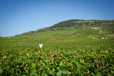Photographie vin / domaine vincent royet Couches / Bourgogne / Vendanges