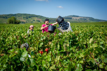 Photographie vin / domaine vincent royet Couches / Bourgogne / Vendanges