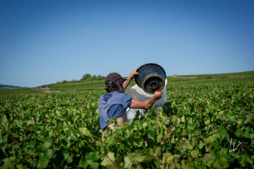 Photographie vin / domaine vincent royet Couches / Bourgogne / Vendanges