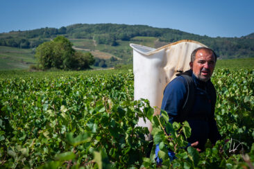 Photographie vin / domaine vincent royet Couches / Bourgogne / Vendanges