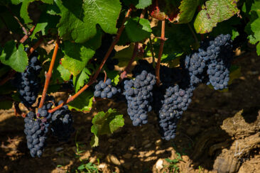Photographie vin / domaine vincent royet Couches / Bourgogne / Vendanges