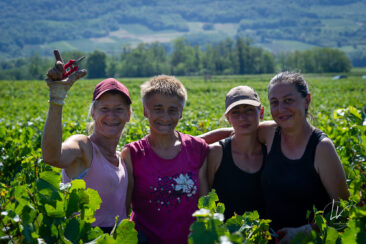 Photographie vin / domaine vincent royet Couches / Bourgogne / Vendanges