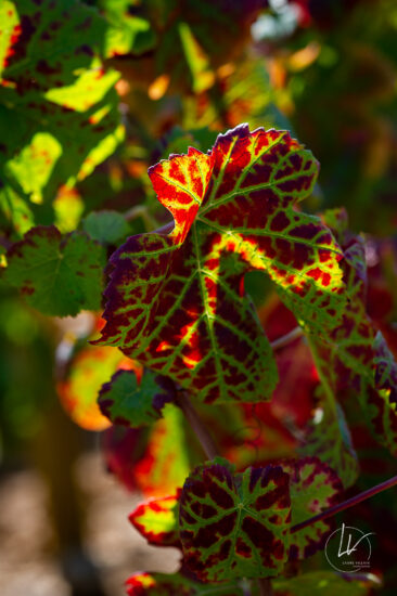 Photographie vin / domaine vincent royet Couches / Bourgogne / Vendanges