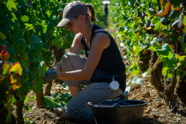 Photographie vin / domaine vincent royet Couches / Bourgogne / Vendanges