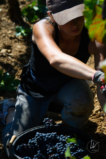Photographie vin / domaine vincent royet Couches / Bourgogne / Vendanges