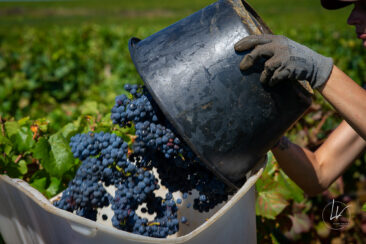 Photographie vin / domaine vincent royet Couches / Bourgogne / Vendanges