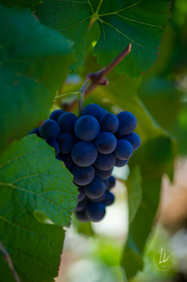 Photographie vin / domaine vincent royet Couches / Bourgogne / Vendanges