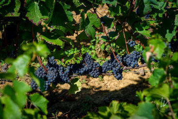 Photographie vin / domaine vincent royet Couches / Bourgogne / Vendanges