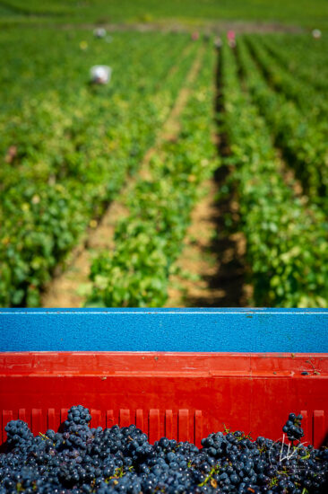 Photographie vin / domaine vincent royet Couches / Bourgogne / Vendanges