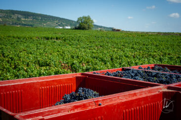 Photographie vin / domaine vincent royet Couches / Bourgogne / Vendanges