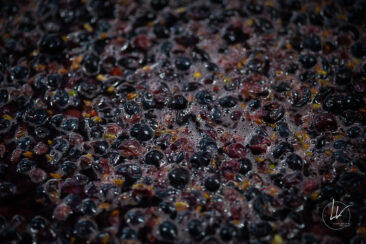 Photographie vin / domaine vincent royet Couches / Bourgogne / Vendanges