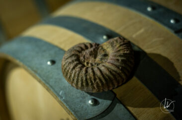 Photographe viticole / Photographe vin pour le domaine lefort à Rully / Bourgogne