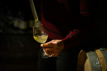 Photographe viticole / Photographe vin pour le domaine lefort à Rully / Bourgogne