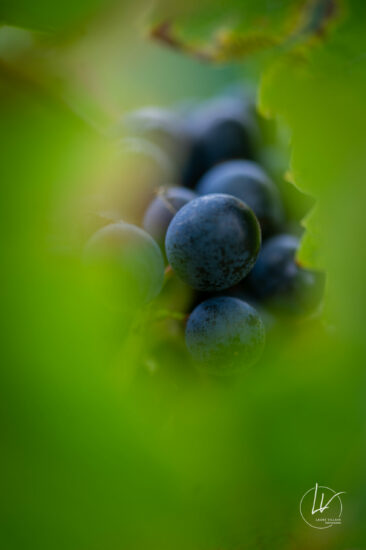 Photographe viticole / Photographe vin pour le domaine lefort à Rully / Bourgogne