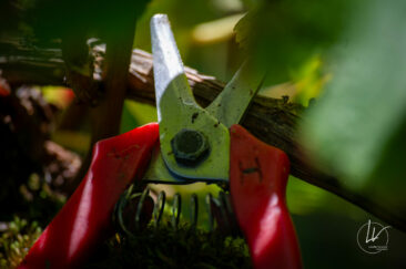Photographe viticole / Photographe vin pour le domaine lefort à Rully / Bourgogne