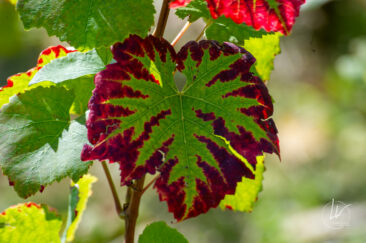 Photographe viticole / Photographe vin pour le domaine lefort à Rully / Bourgogne