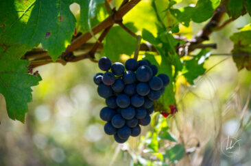 Photographe viticole / Photographe vin pour le domaine lefort à Rully / Bourgogne
