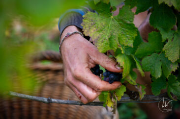 Photographe viticole / Photographe vin pour le domaine lefort à Rully / Bourgogne