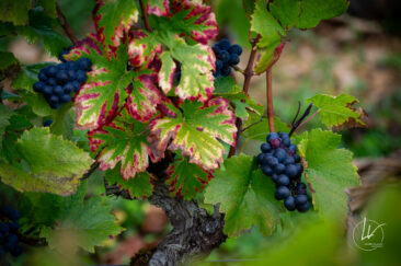 Photographe viticole / Photographe vin pour le domaine lefort à Rully / Bourgogne