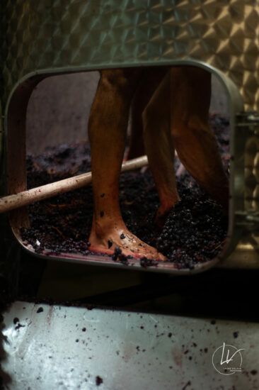 Photographe viticole / Photographe vin pour le domaine lefort à Rully / Bourgogne