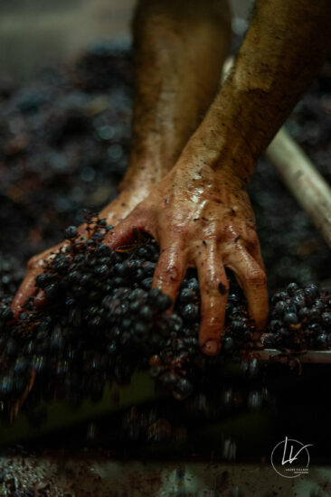 Photographe viticole / Photographe vin pour le domaine lefort à Rully / Bourgogne