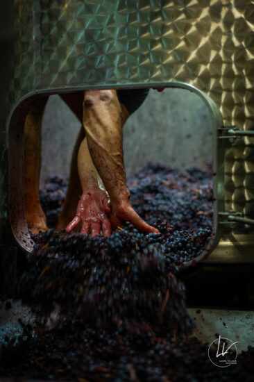 Photographe viticole / Photographe vin pour le domaine lefort à Rully / Bourgogne