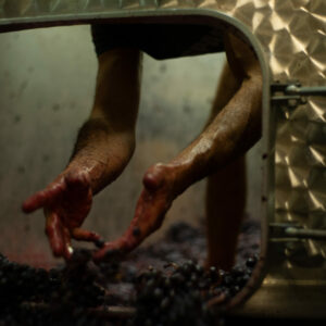 Photographe viticole / Photographe vin pour le domaine lefort à Rully / Bourgogne