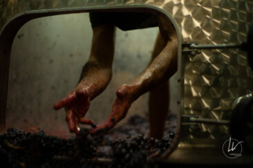 Photographe viticole / Photographe vin pour le domaine lefort à Rully / Bourgogne