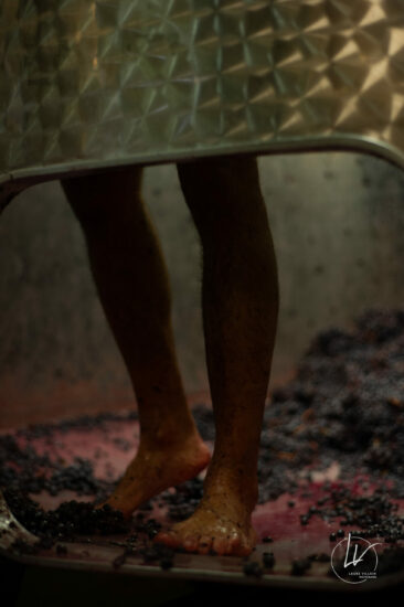 Photographe viticole / Photographe vin pour le domaine lefort à Rully / Bourgogne