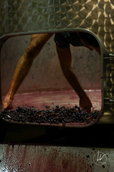Photographe viticole / Photographe vin pour le domaine lefort à Rully / Bourgogne
