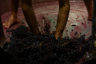 Photographe viticole / Photographe vin pour le domaine lefort à Rully / Bourgogne